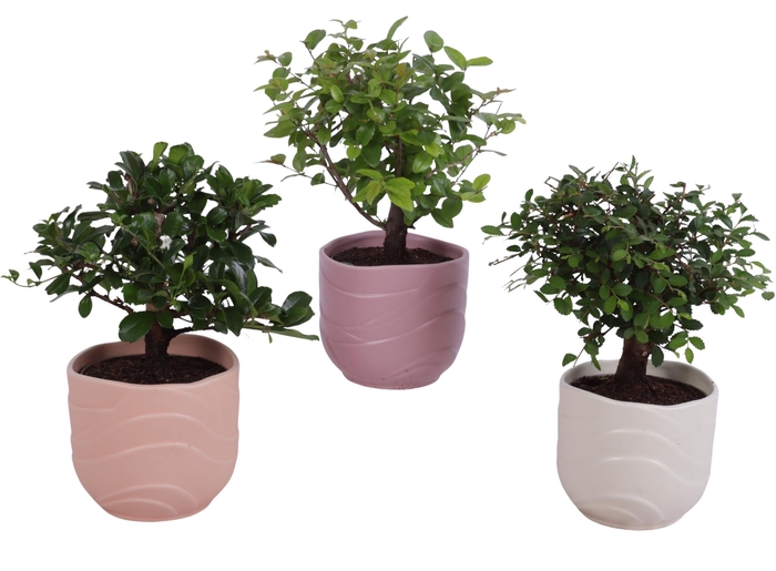 <h4>Bonsai Indoor Mix Ø 9cm Ball Shape in Ø10cm Ceramic SE660</h4>