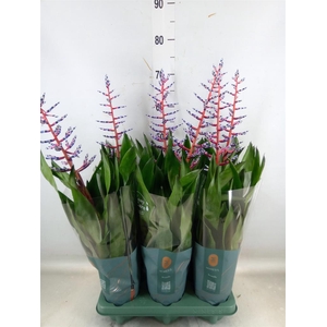 Aechmea  'Blue Rain'