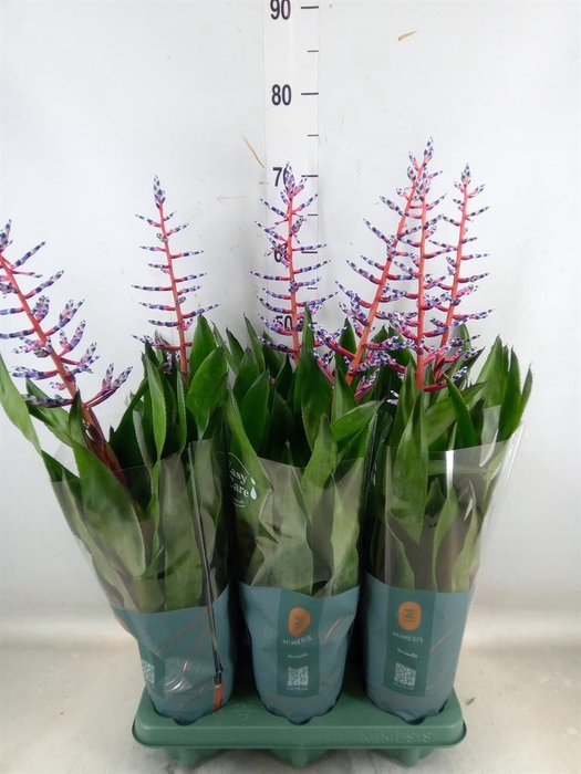 <h4>Aechmea  'Blue Rain'</h4>