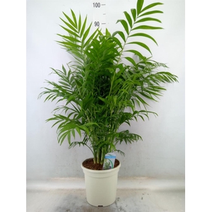 Chamaedorea elegans