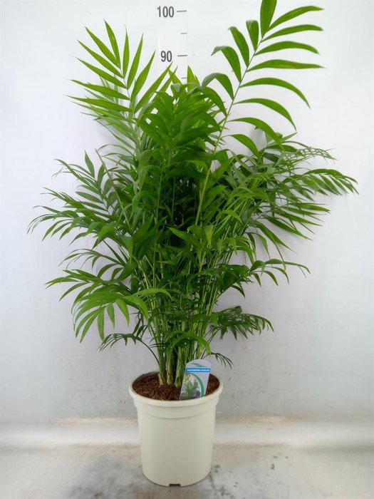 <h4>Chamaedorea elegans</h4>