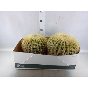 Echinocactus grusonii