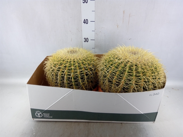 <h4>Echinocactus grusonii</h4>