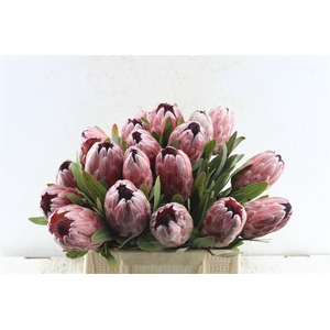 Protea Pink Ice