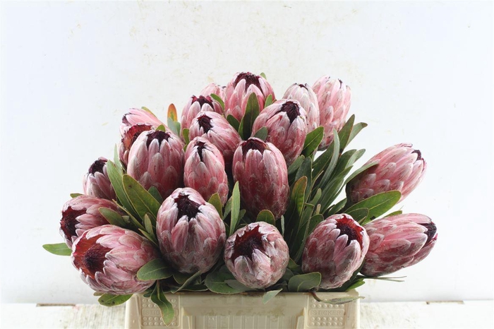 <h4>Protea Pink Ice</h4>