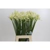 Nerine White Charm