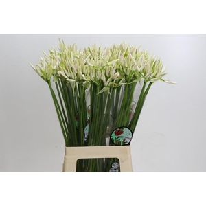 Nerine White Charm