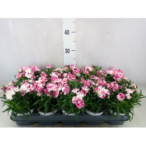 Dianthus  'Sprint Pink and Proud'