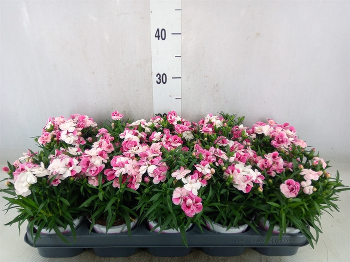 <h4>Dianthus  'Sprint Pink and Proud'</h4>