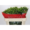 Hypericum Jungle Romance Spray