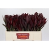 Leucadendron Saf Sunset Dark Red