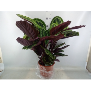 Calathea  'Medallion'