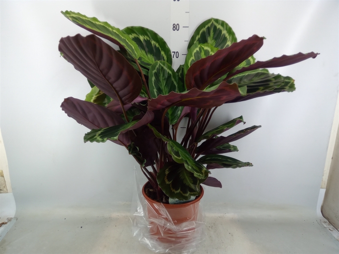 <h4>Calathea  'Medallion'</h4>