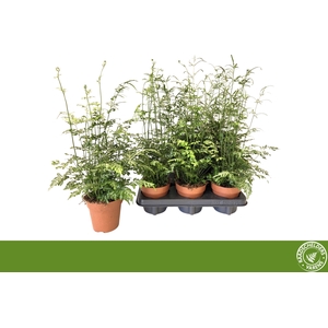 PTERIS EVERGEMIENIS
