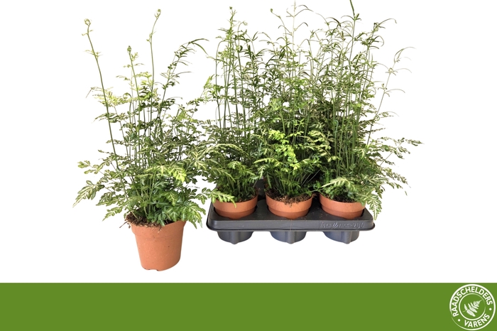 <h4>PTERIS EVERGEMIENIS</h4>