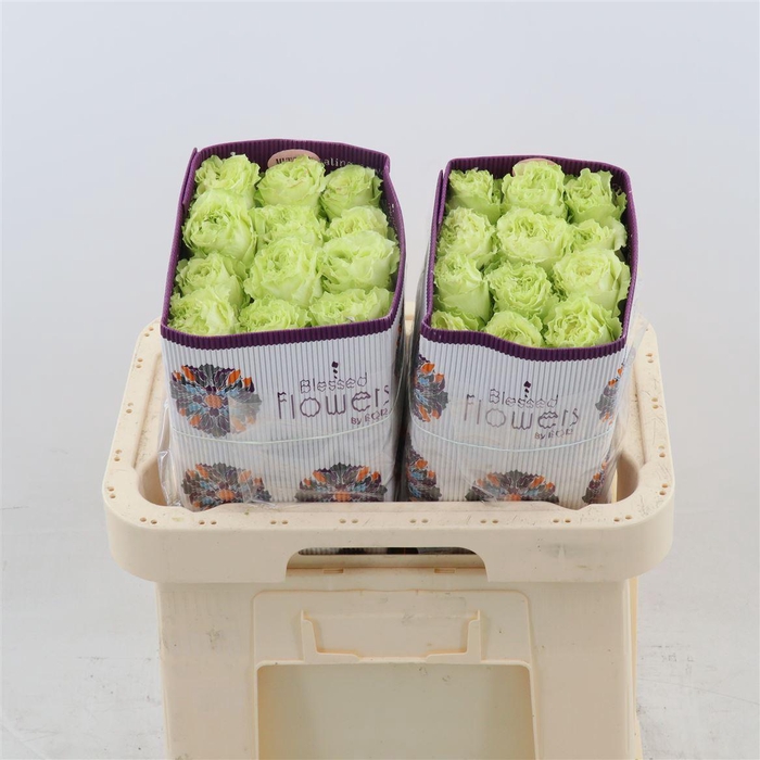 <h4>Rosa gr Lemonade</h4>