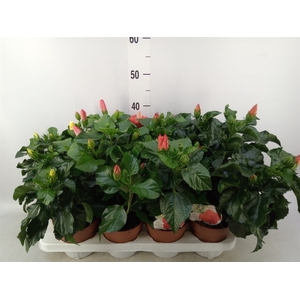Hibiscus rosa-sin. 'Sunny'  ..mix