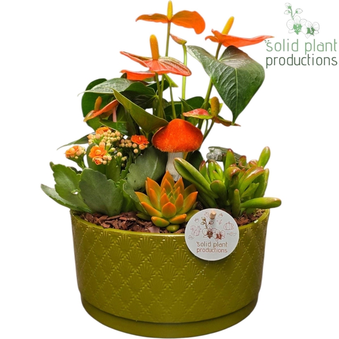 <h4>Arr.  Anthurium H%</h4>