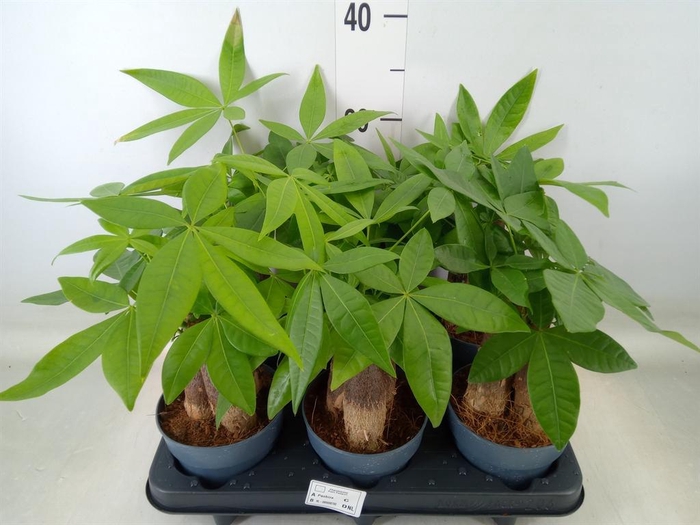 <h4>Pachira aquatica</h4>