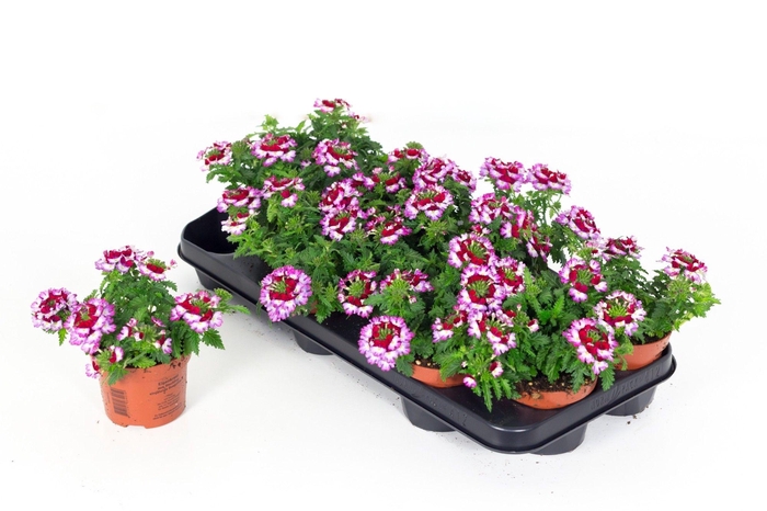 Verbe Drums Purp Red