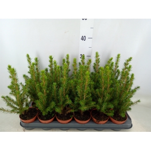 Picea glauca 'Conica'