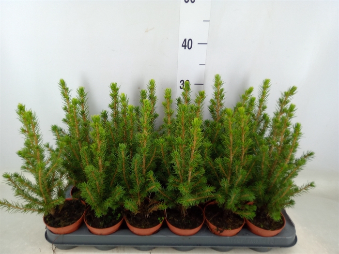 <h4>Picea glauca 'Conica'</h4>