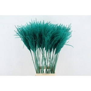 DF Miscanthus 90cm Aqua