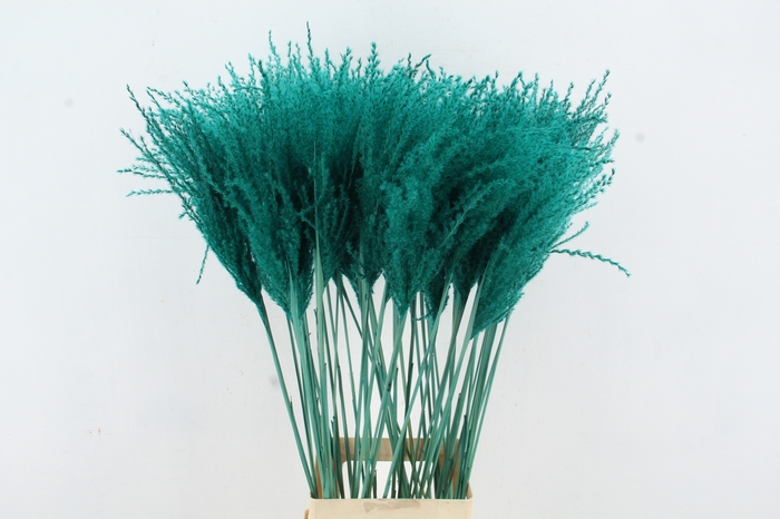 <h4>DF Miscanthus 90cm Aqua</h4>