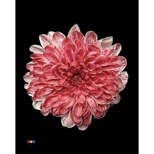 Chr T Altaj Lipstick