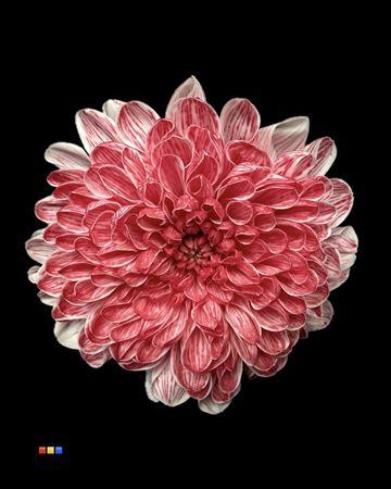 Chr T Altaj Lipstick