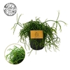 Rhipsalis