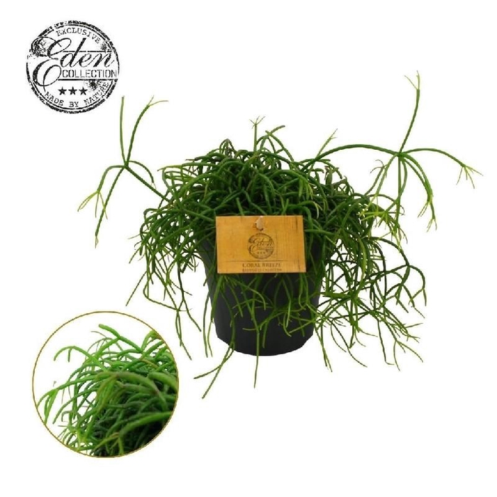 <h4>Rhipsalis</h4>