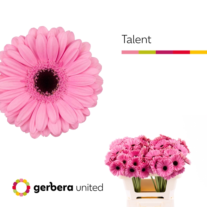 <h4>Germini Talent Water</h4>