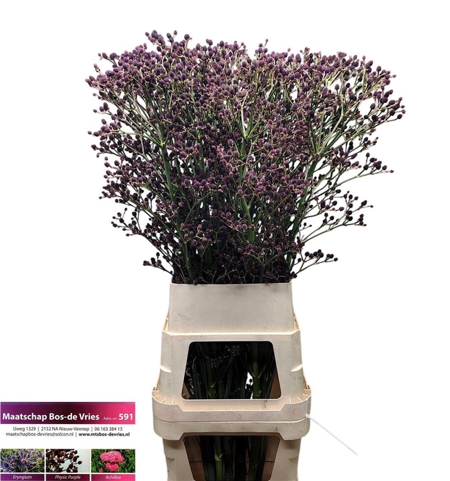 <h4>Eryn Gi Red Surprise 120cm</h4>