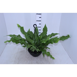 ASPLENIUM CROCODILO C25