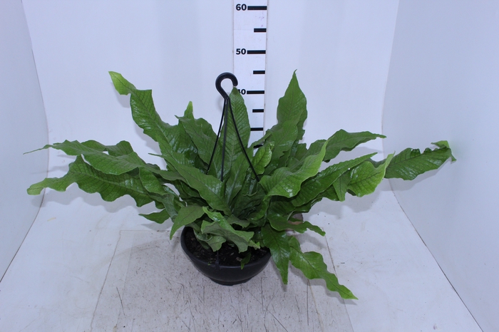 ASPLENIUM CROCODILO C25
