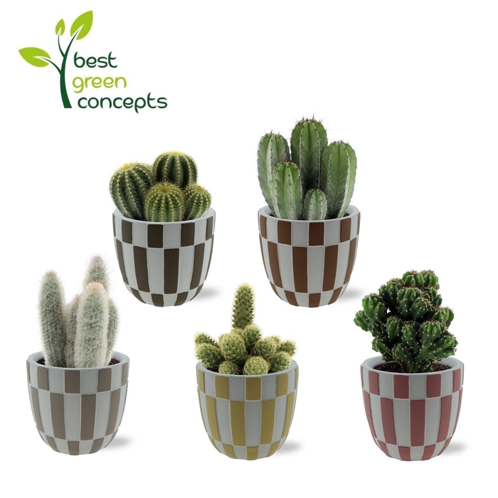 <h4>CACTUS OV</h4>