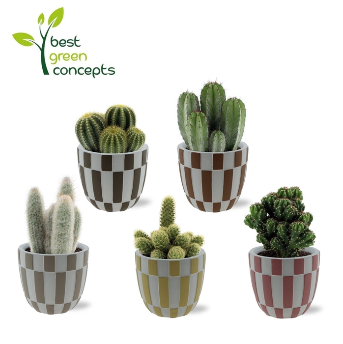 <h4>CACTUS OV</h4>