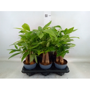 Pachira aquatica