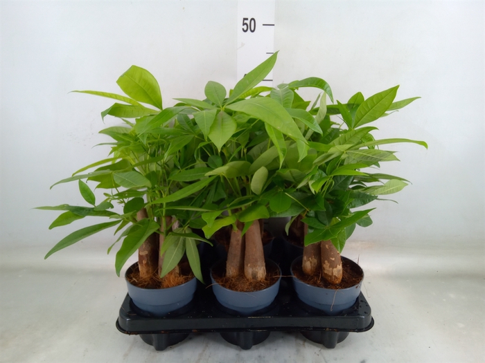 <h4>Pachira aquatica</h4>