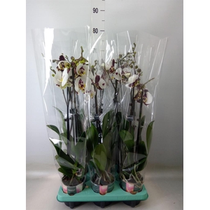 Phalaenopsis   ...