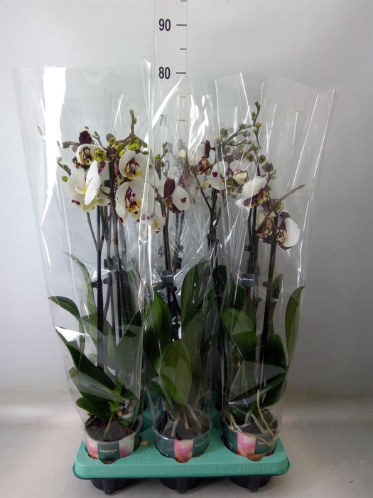 <h4>Phalaenopsis ...</h4>