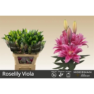 Li Or du Roselily Viola