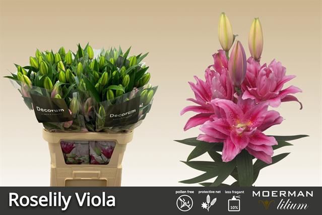 Li Or du Roselily Viola