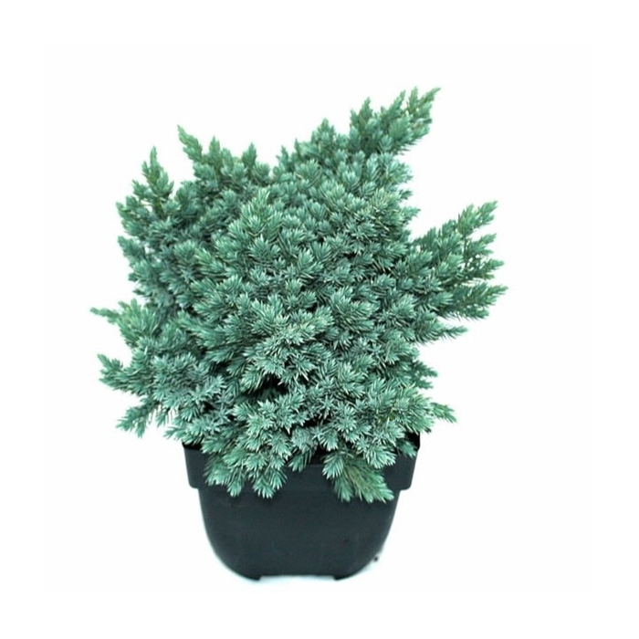 <h4>Juniperus squamata 'Blue Star' P17</h4>