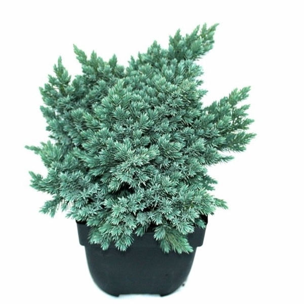 <h4>Juniperus squamata 'Blue Star' P17</h4>