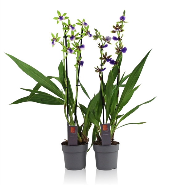 <h4>Inca Zygopetalum 2 spike</h4>