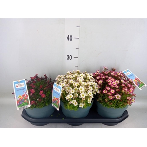 Saxifraga   ..tuinplant