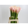 Zantedeschia Eydolls Salmon