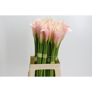 Zantedeschia Eydolls Salmon